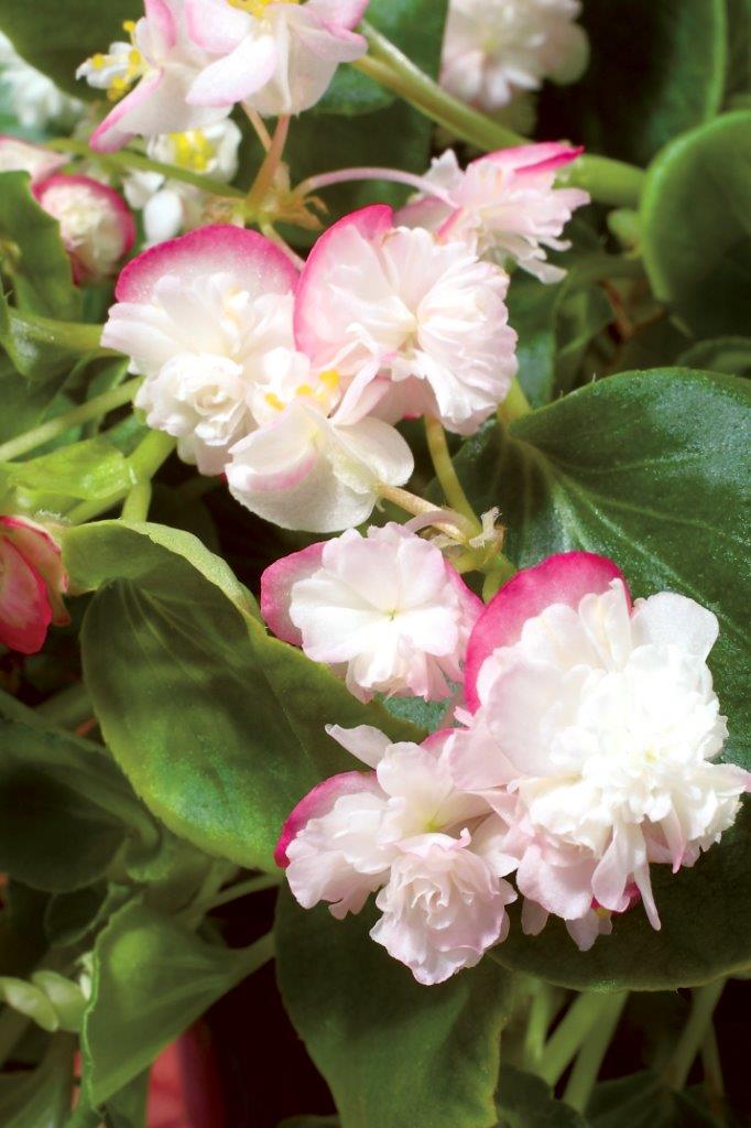 B. ‘Gum Drop Cherry Blossom’